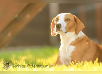 Roxy sucht ein Zuhause