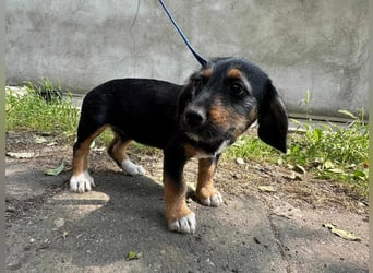 Adel, geboren 16.03.2025, 24cm sucht ihr Glück