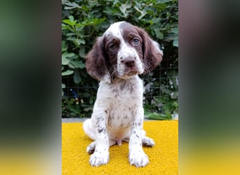 English setter Welpen (3 Rüden, 2 Hündinnen)