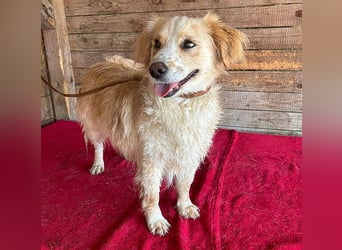 ❤️ unser Sonnenschein PANNI - 3,5 Jahre, 40cm/12kg - kleine Mischlingshündin