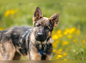Verspielter Floppi sucht seine Menschen