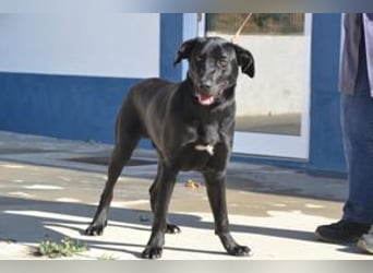 Rex, ein fröhlicher Wirbelwind auf der Suche nach aktiven Menschen