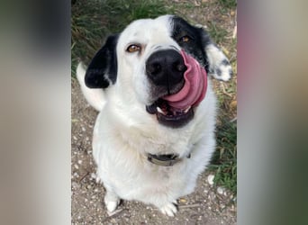 Rocky möchte eine 2.Chance für eine Familie haben