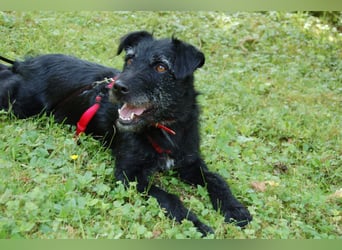 Feliciti - fröhlicher Familienhund - Tierhilfe Franken e.V.