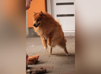 Balu SR – Schatz sucht Ruhe
