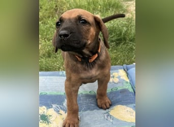 Reinrassige Rhodesian Ridgebackwelpen suchen ein liebevolles zu Hause