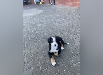 Sehr Liebe Hunde Appenzeller Sennen