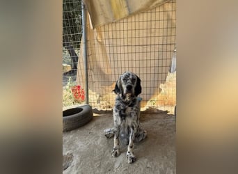 Lottie – Sanfte Setterseele sucht ihr Glück!
