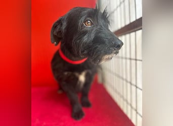 (R) kleiner Herzensbrecher KIKO - 2,5 Jahre, 30cm/8,5kg - Schnauzuer-Mix
