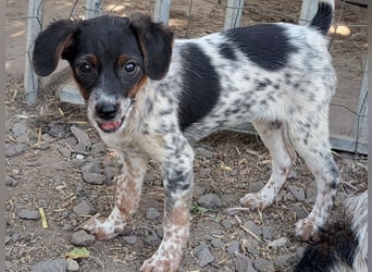 Süße Roxy ( * 03 / 2025 ) sucht ihre Menschen