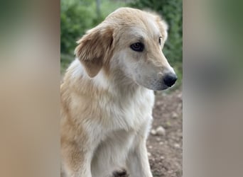 Giannis, geb. ca. 07/2022, lebt in GRIECHENLAND, im städt. Tierheim Serres