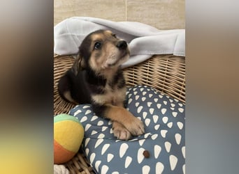 Lenny sucht sein Traumkörbchen