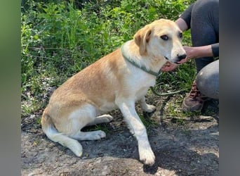 Betty, Labrador Mischling