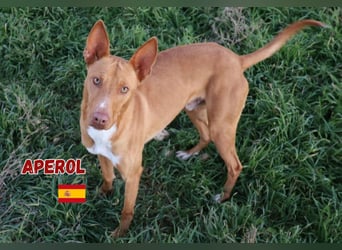 Aperol,geb.06/20,lieber Podenco Rüde sucht seine Familie