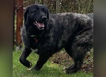 Kuschelbär Aleksa sucht ihre Familie