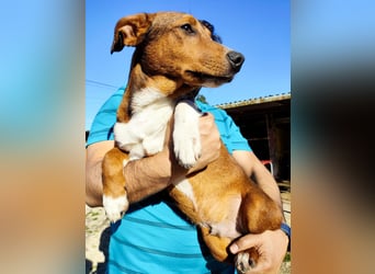 Hundekind JAX sucht seine Herzensmenschen