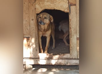 SINA, Hündin, 7 Jahre, 53 cm, Mischling, Tierschutz