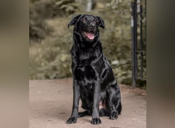 PAULI - Freundlicher Schäferhund sucht erfahrenes Zuhause