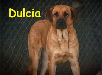 Dulcia 12/2019 (ESP) - sanftmütige, schüchterne Hündin sucht einfühlsames Zuhause!