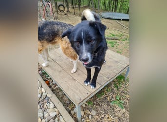 Charmanter LEWI ist ein lustiger und freundlicher Hundebub