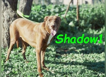 Shadow1 10/2021 (ESP) - liebevoller und sozialer Labrador-Podenco-Mix, ein treuer Menschenfreund!