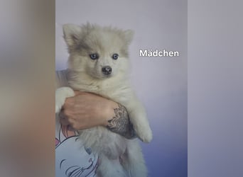 Auszugsbereit F2 Welpen kleinbleibend Zwerghusky Minihusky Zwergspitzhuskys mittelklein