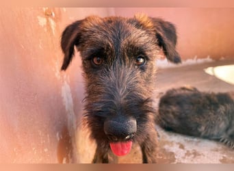 Bombón  sucht ein Zuhause