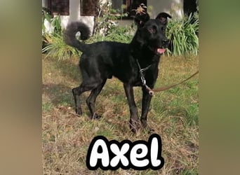 Axel, geb. 01.07.2023, 57cm, sucht seine Menschen