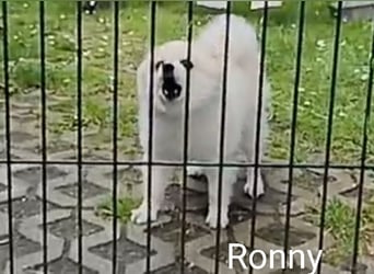 Ronny sucht versierte/n Trainingspartner/in