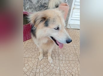 RAFA sucht liebevolles Daheim