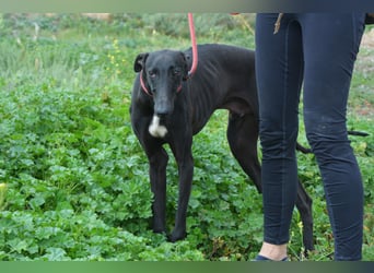Sirius  Black - ein Stern sucht sein Glück