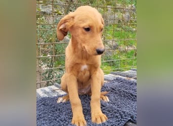 Kimbo ❤️ verspielter Labi-Bracke-Mix Bub