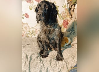 RESERVIERT Tachappy sucht ein neues Zuhause