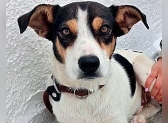 Aiko, will endlich das Tierheim verlassen