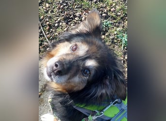 Wolfi - kleine coole Socke