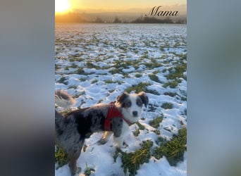 Mini Aussies-Mini Australian Shepherd Welpen