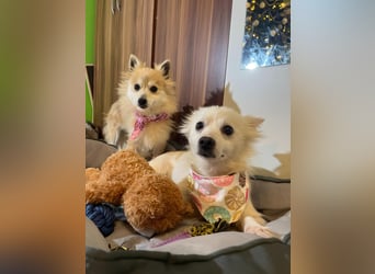 Tiffy SR - Kleiner Sonnenschein sucht seine Menschen!