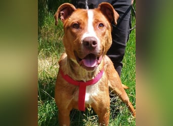 Julien, American Staffordshire Mischling
