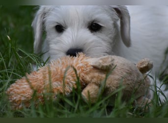 Welpen weiß Zwergschnauzer Rüde
