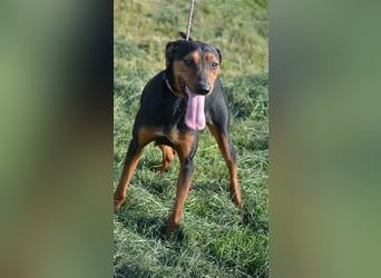 NOTFALL - „Lena“, hält den Stress im Tierheim nicht aus. Ca. 2022 geb. Weint ganz doll im Zwinger