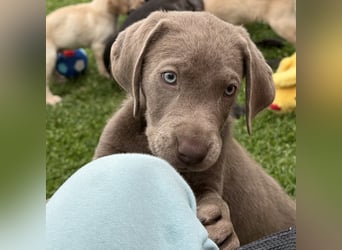 Labrador Welpen reinrassig Rüde Silber NRW Düsseldorf Köln Kleinanzeige