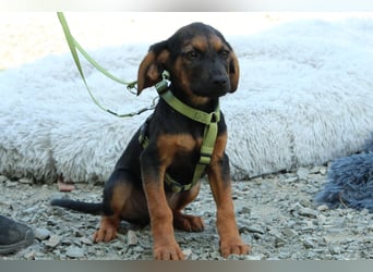 Diggy der kleine Chameur