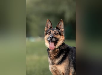 Aktives Zuhause für Vegas gesucht