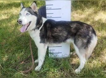 Akira, Husky