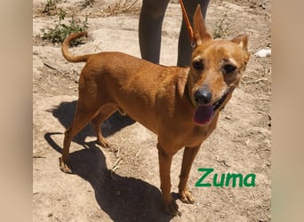 Kleiner Zuma 02/2017 (ESP) - fröhlicher, verschmuster und sozialer Mini-Podenco!