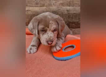 Labrador Aussiedor Welpen,Abgabebereit, aus liebevoller Zucht