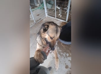Schäferhund-Mix Loki - Rohdiamant sucht Zuhause