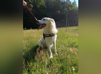 süße Retriever Mischlings Hündin Sally sucht ihre Menschen