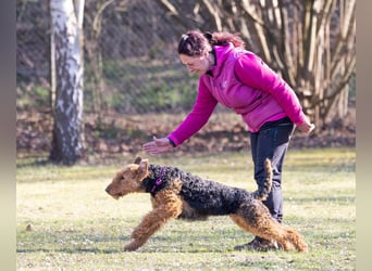 Typvolle Airedale Terrier Welpen aus Leistungszucht VDH/KfT
