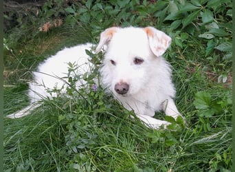 BENNY sucht ein Zuhause